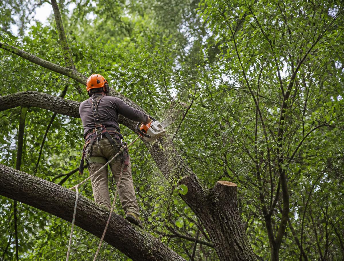 Crew member removing an overgrown tree limb with a chainsaw